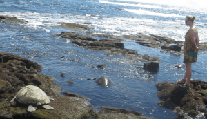 Mel und die Schildkröte