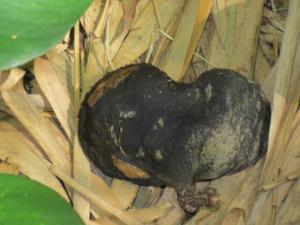 rps20131023_072804_444