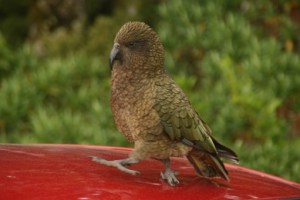 Kea