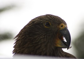 Kea2