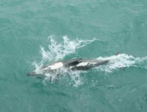 rps20131103_104923_919