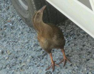 rps20131112_125333_253