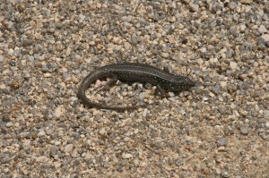 salamander
