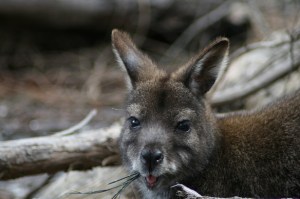 Wallaby