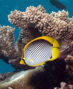 BLACK BACKED BUTTERFLYFISH2