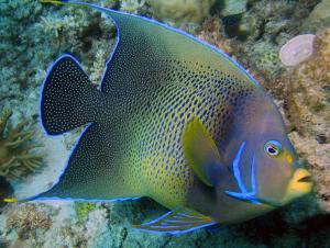 blue angelfish