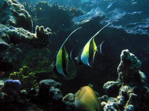 moorish idol3