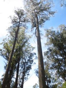 rps20131203_122738_620