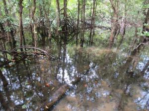 rps20131210_133221_999