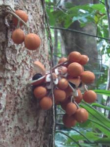 rps20131213_072851_278