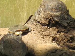 rps20131213_135733_526