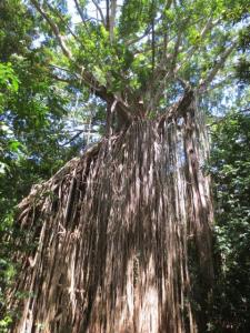 rps20131213_135915_464