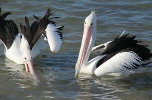 rps20131226_092720_598