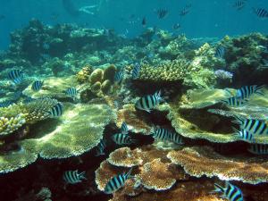 SCISSORTAIL SARGEANT