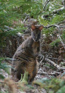 Wallaby