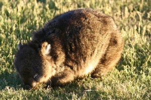Wombat 2