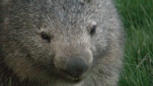 Wombat