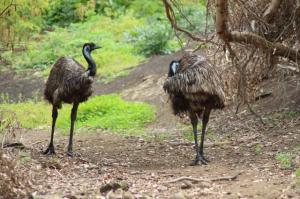 Emus1