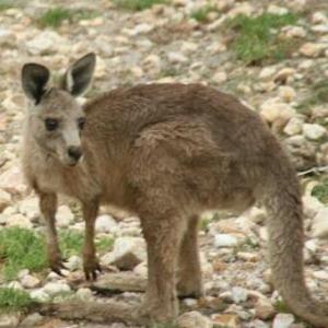 kanguru