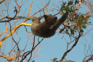 Koala2