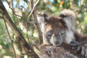 Koala3