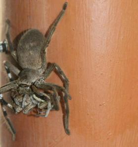 rps20140128_082314_951