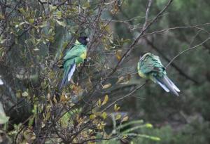 rps20140130_110002_878