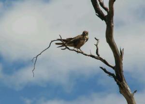 rps20140130_110122_692