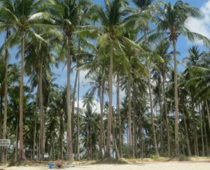 rps20140308_094633_623