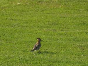 rps20140318_130333_375